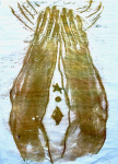36